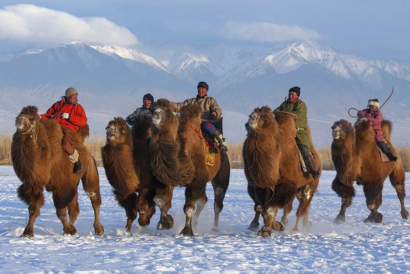 camel festival mongolia 